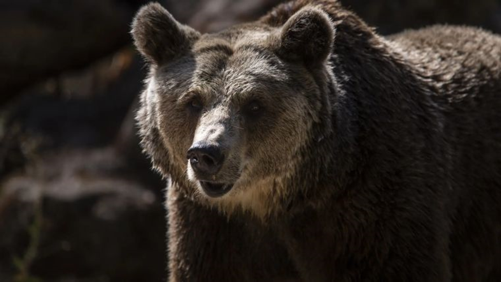 Más de 40 osos pardos sacrificados en Eslovaquia para evitar ataques a la población